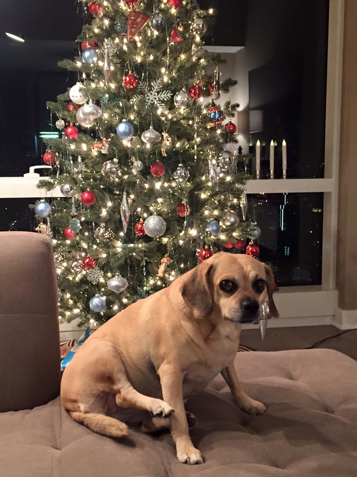 12321161_10150565400264943_2896537107281939632_n