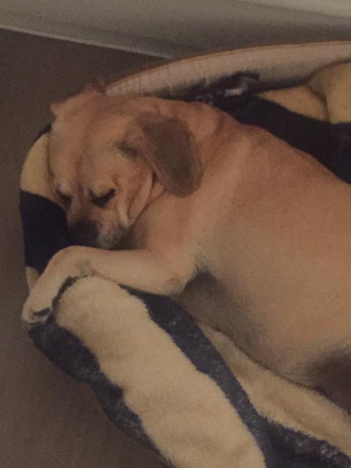 13669653_10150628364264943_6265336319671599098_n