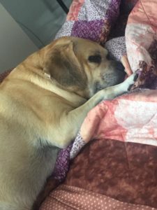 14199222_10150648872614943_7617088852969207291_n