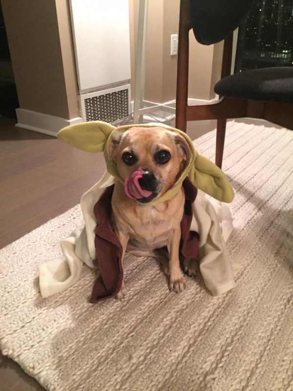 14910445_10150676656259943_3515077523349370538_n