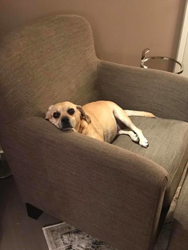 15056398_10150682624719943_1294443944304817286_n