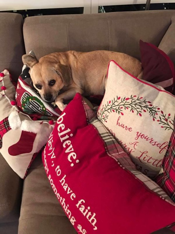 15327418_10150691755754943_8343254731918055723_n