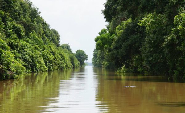 An alligator crosses Sawmill Road near Brazos Bend State Park in flood waters in Fort Bend County after heavy rainfall caused the Brazos River to surge to its highest level causing flooding outside Houston, Texas, in this picture taken June 1, 2016, courtesy of the Fort Bend County Sheriff's Office.  Fort Bend County Sheriff's Office/Handout via REUTERS